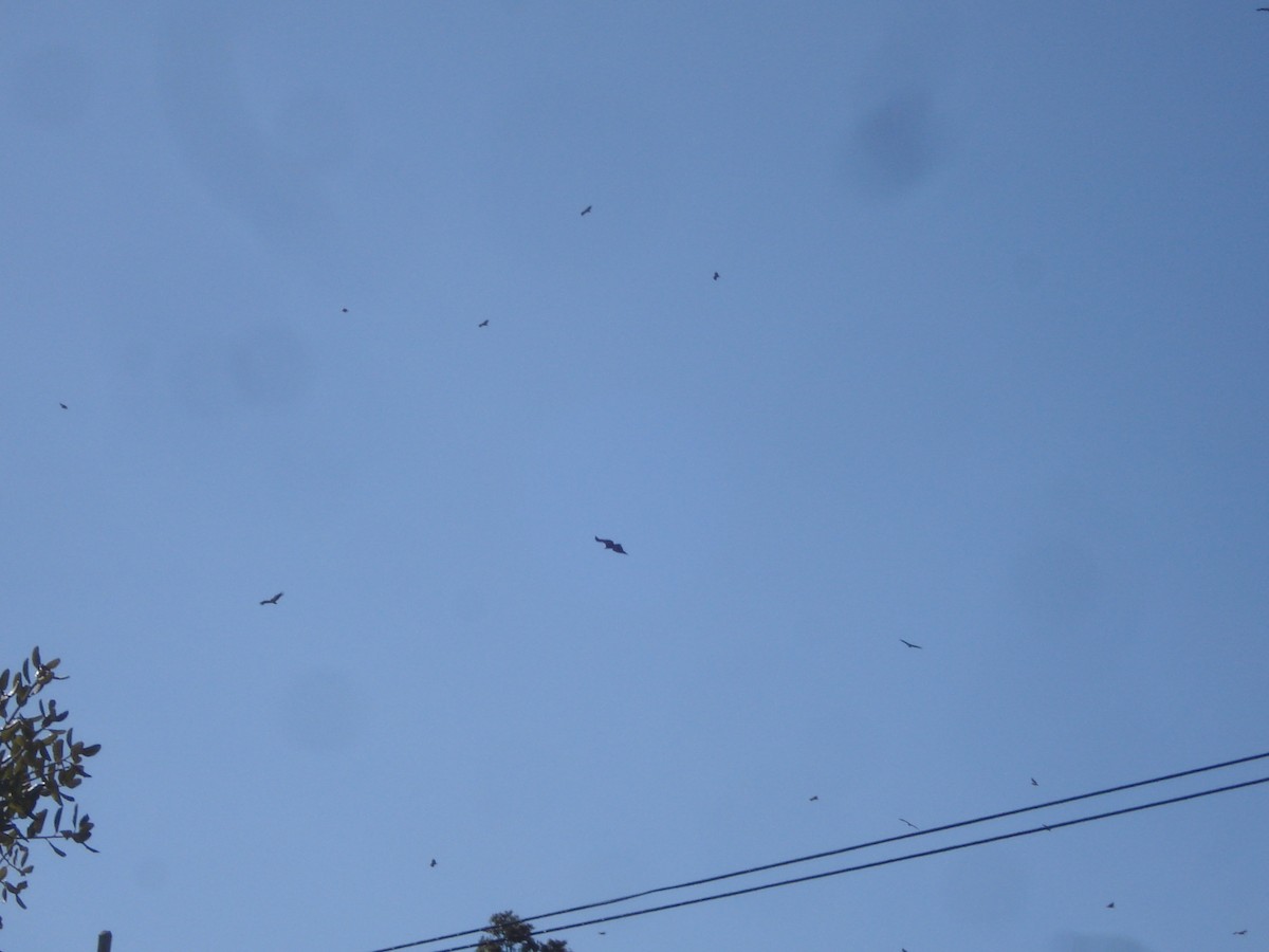 Белоголовый сип - ML647570889