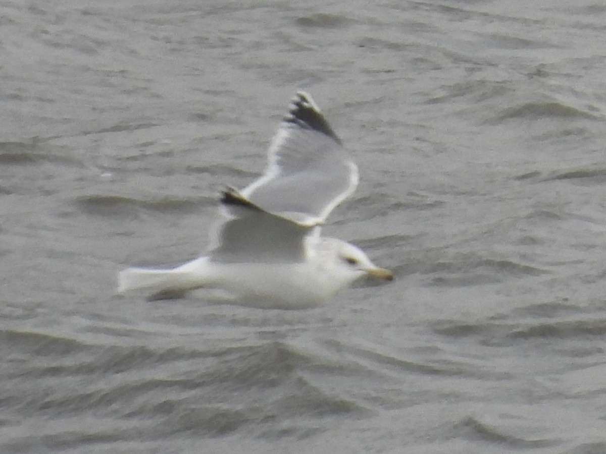 Goéland de Californie - ML647570897