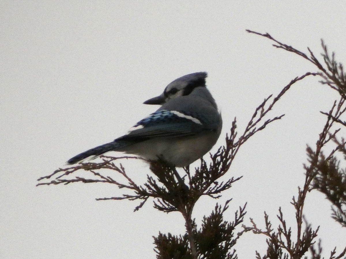 sojka chocholatá - ML647570908