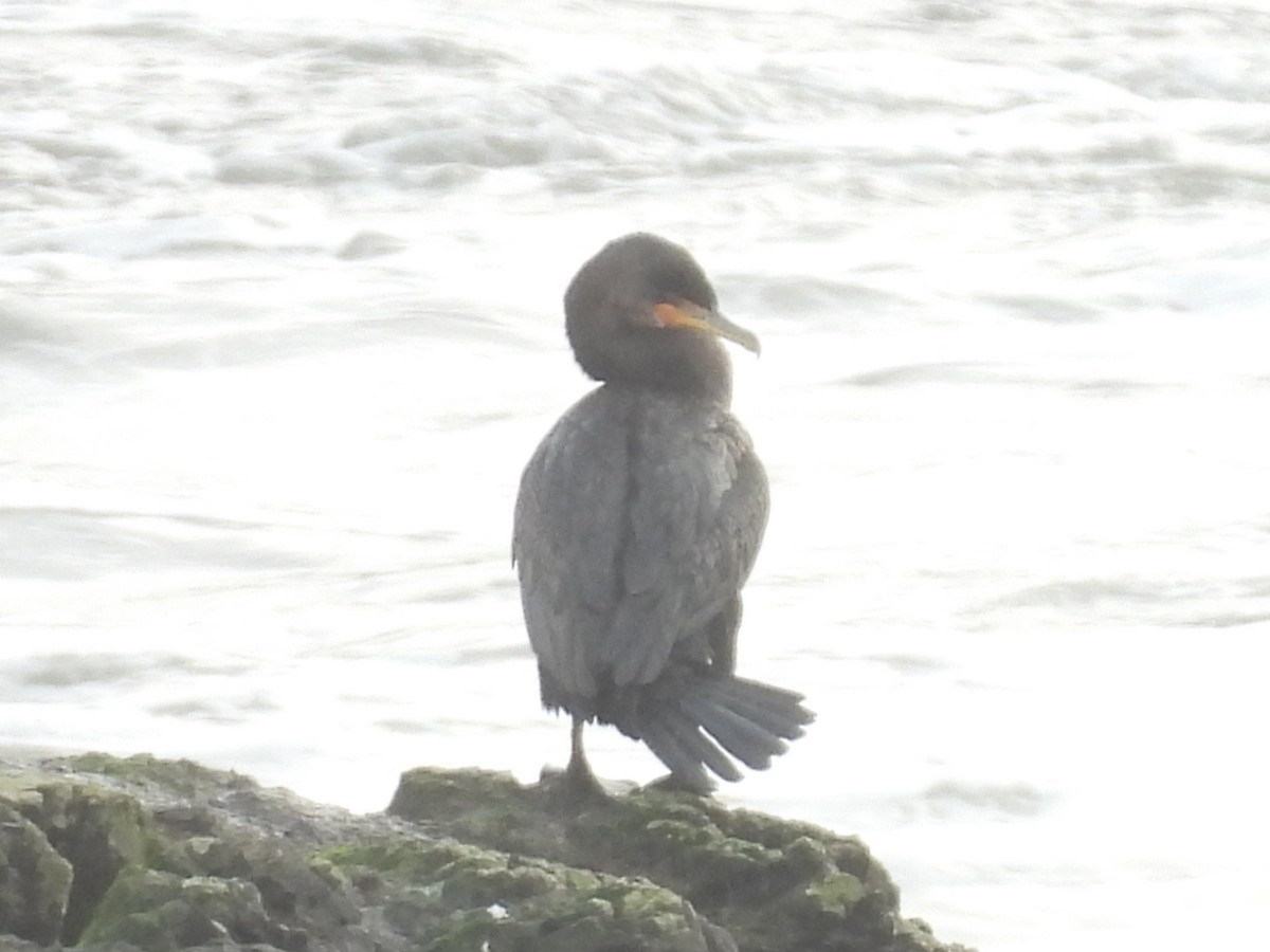 Cormoran à aigrettes - ML647570909