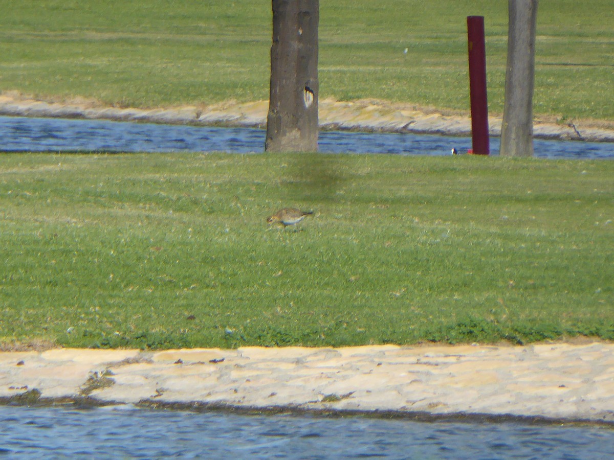 Золотистая ржанка - ML647570910