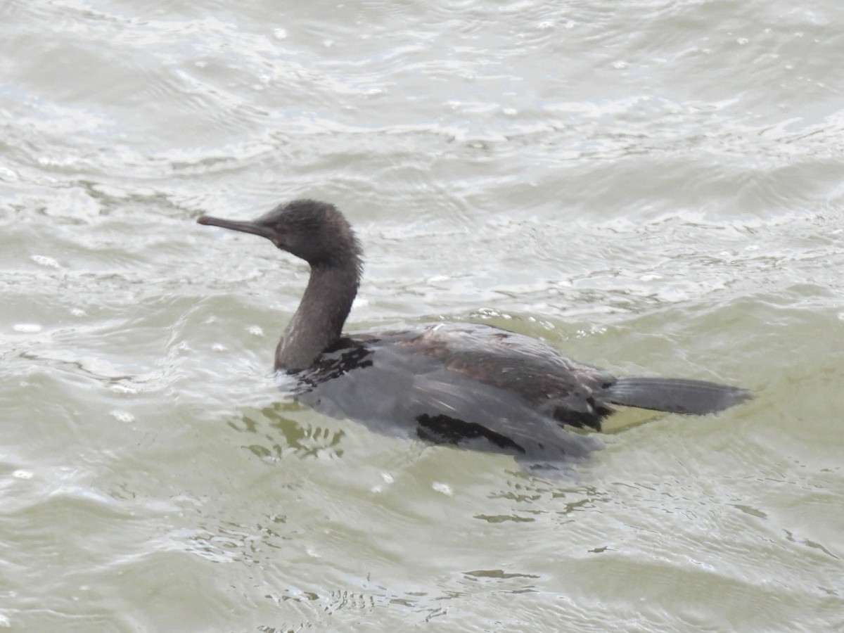 Cormoran pélagique - ML647570919