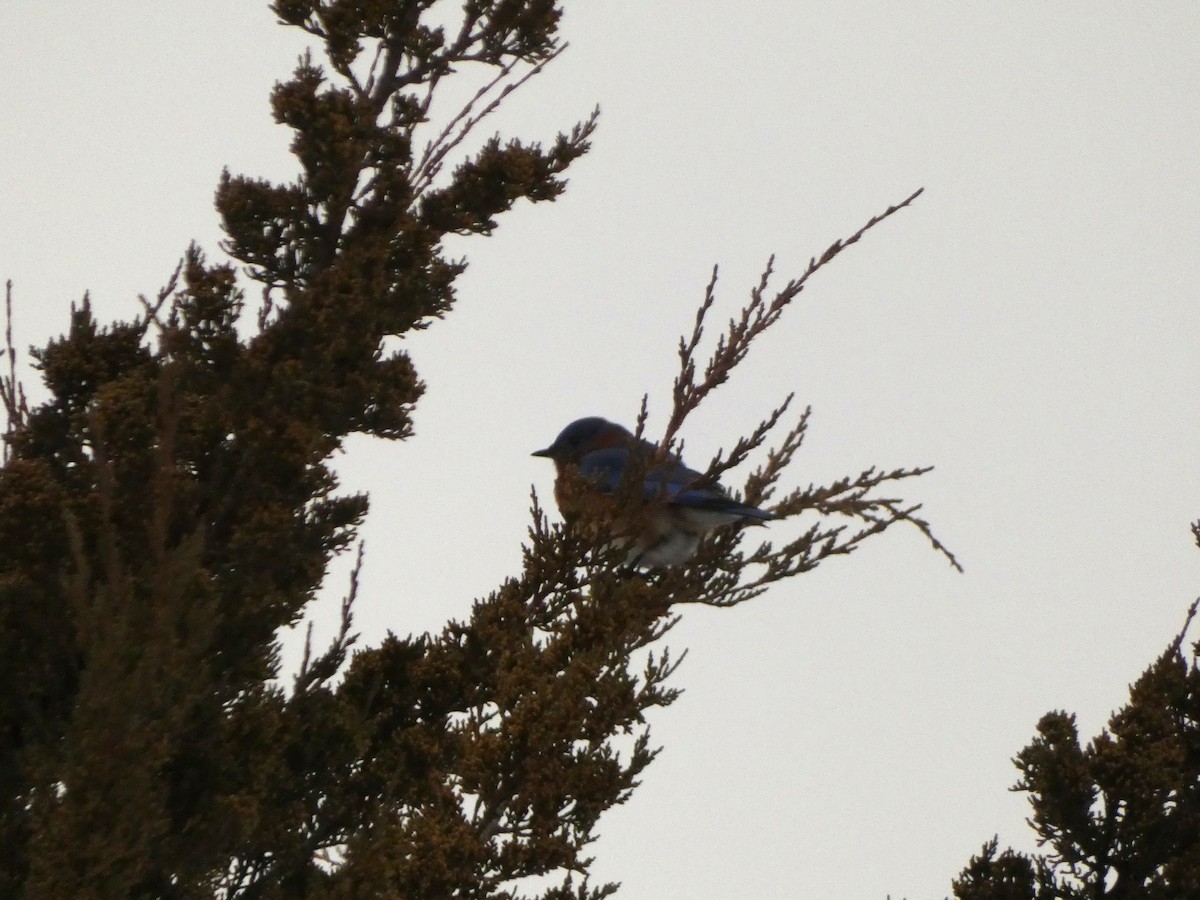 ルリツグミ - ML647570921