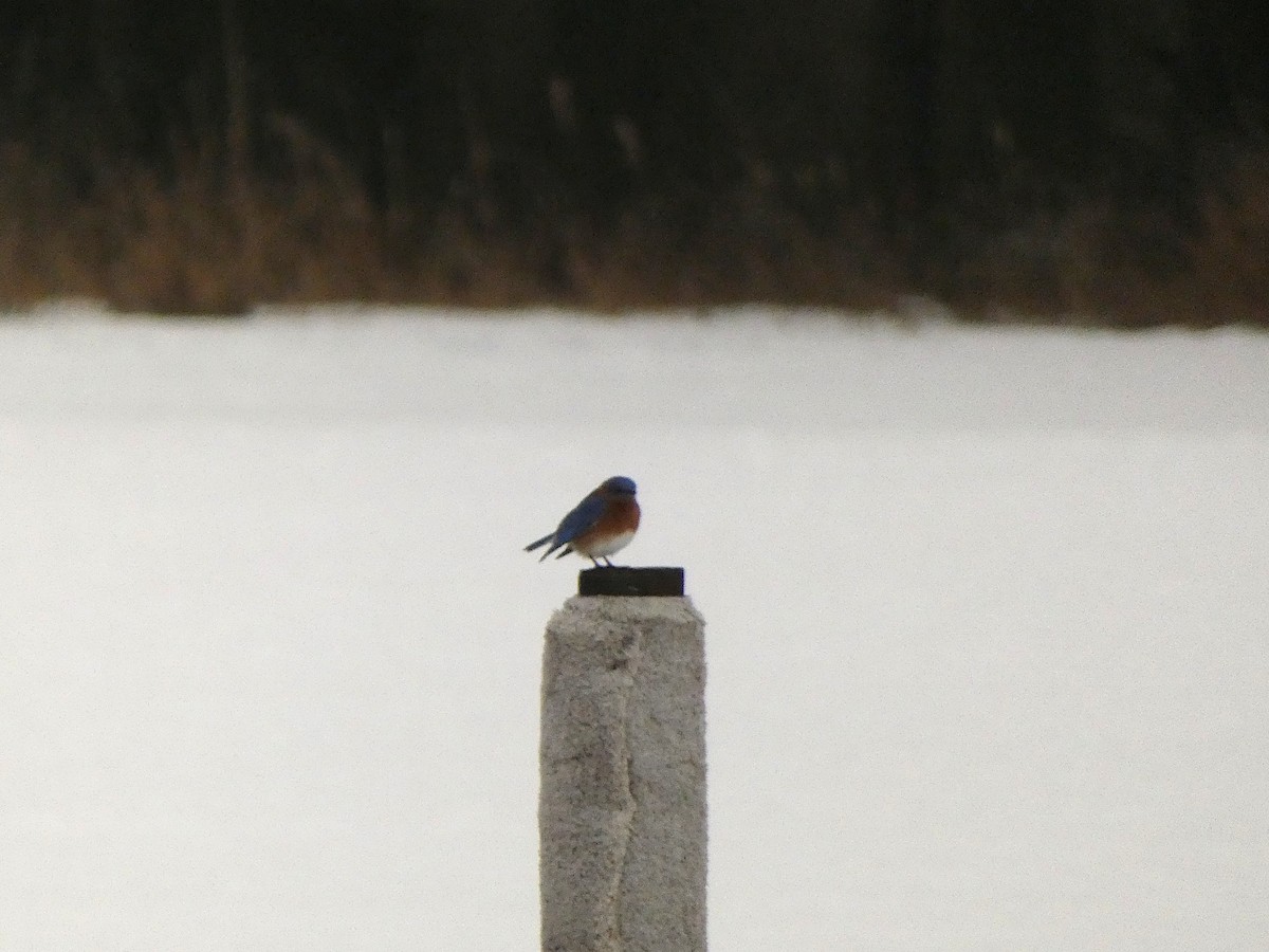 ルリツグミ - ML647570922