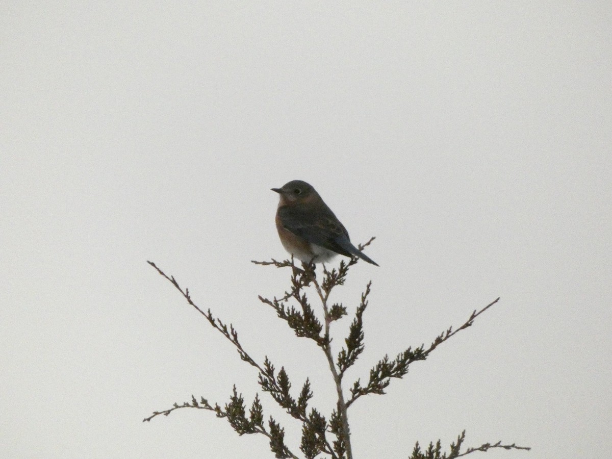 ルリツグミ - ML647570923