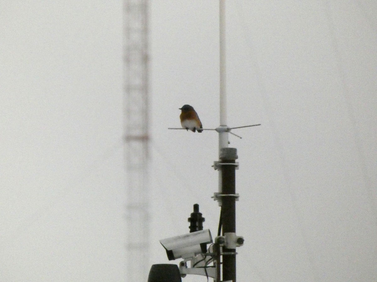 ルリツグミ - ML647570924