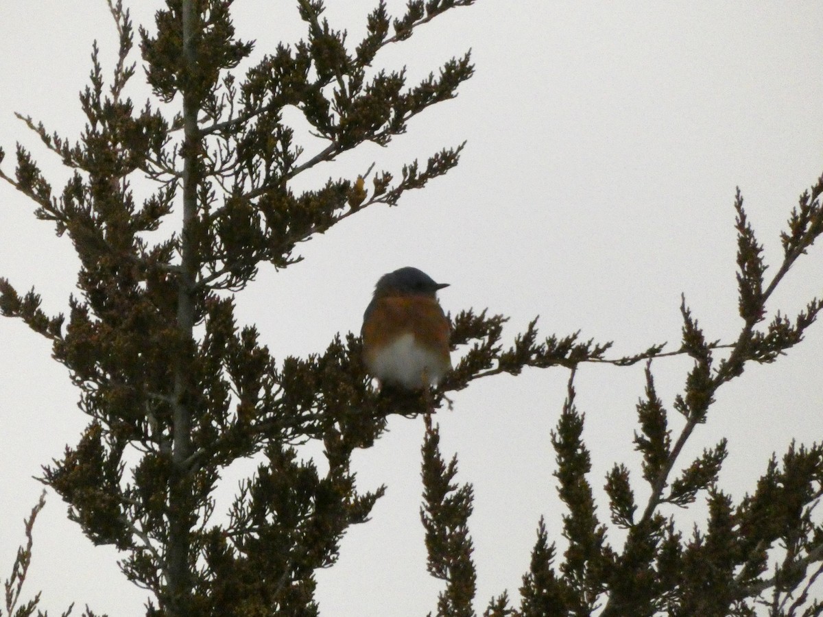 ルリツグミ - ML647570925