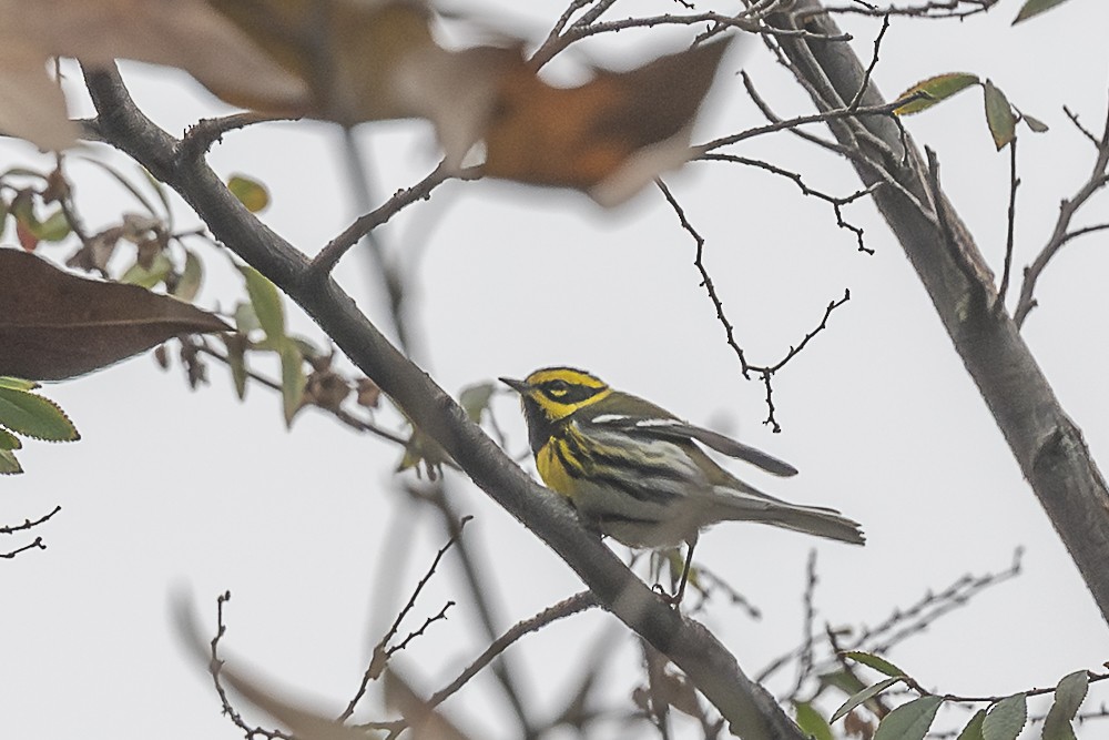 タウンゼンドアメリカムシクイ - ML647570927