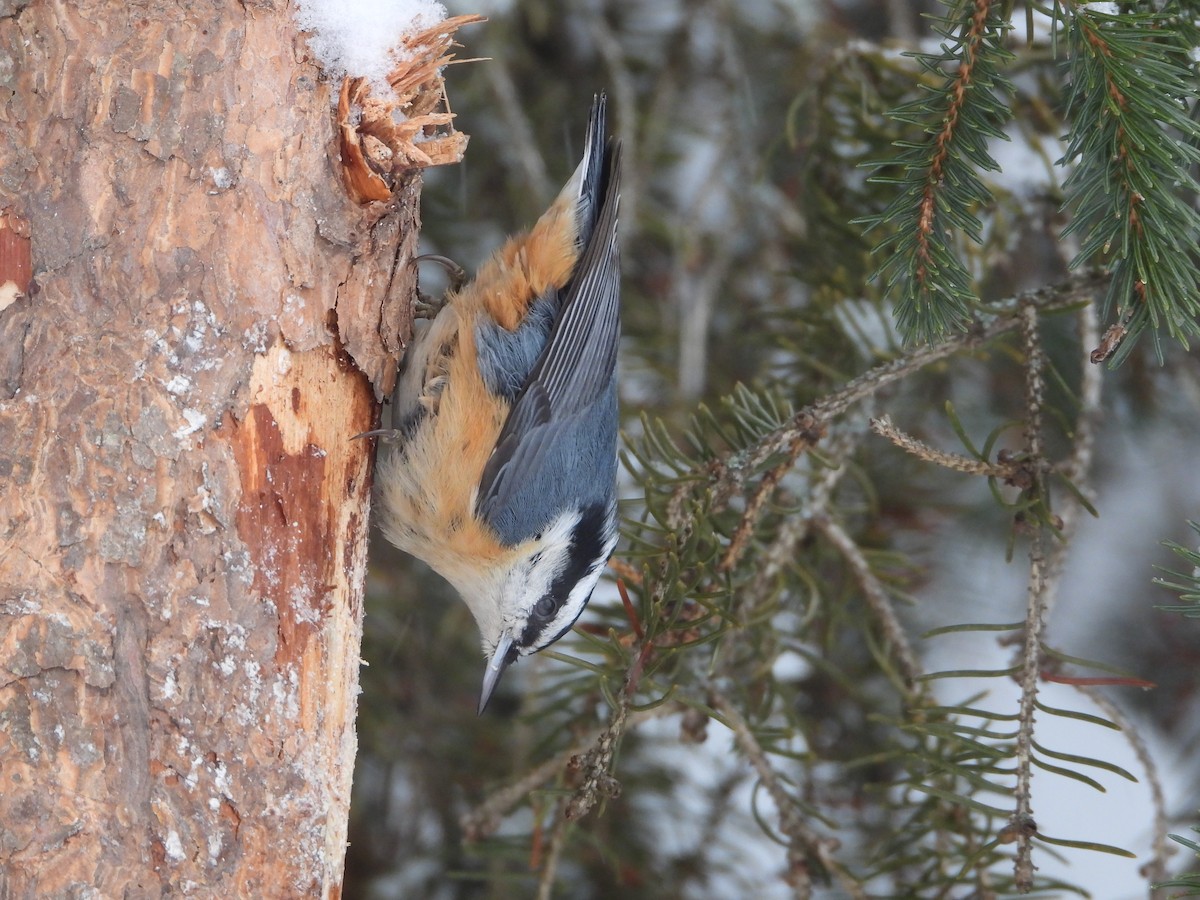 ムネアカゴジュウカラ - ML647570931