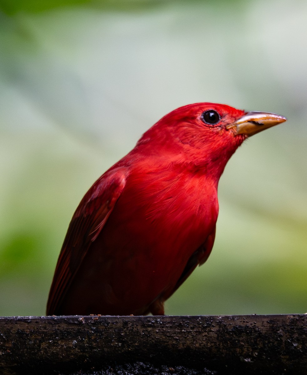 ナツフウキンチョウ - ML647570934