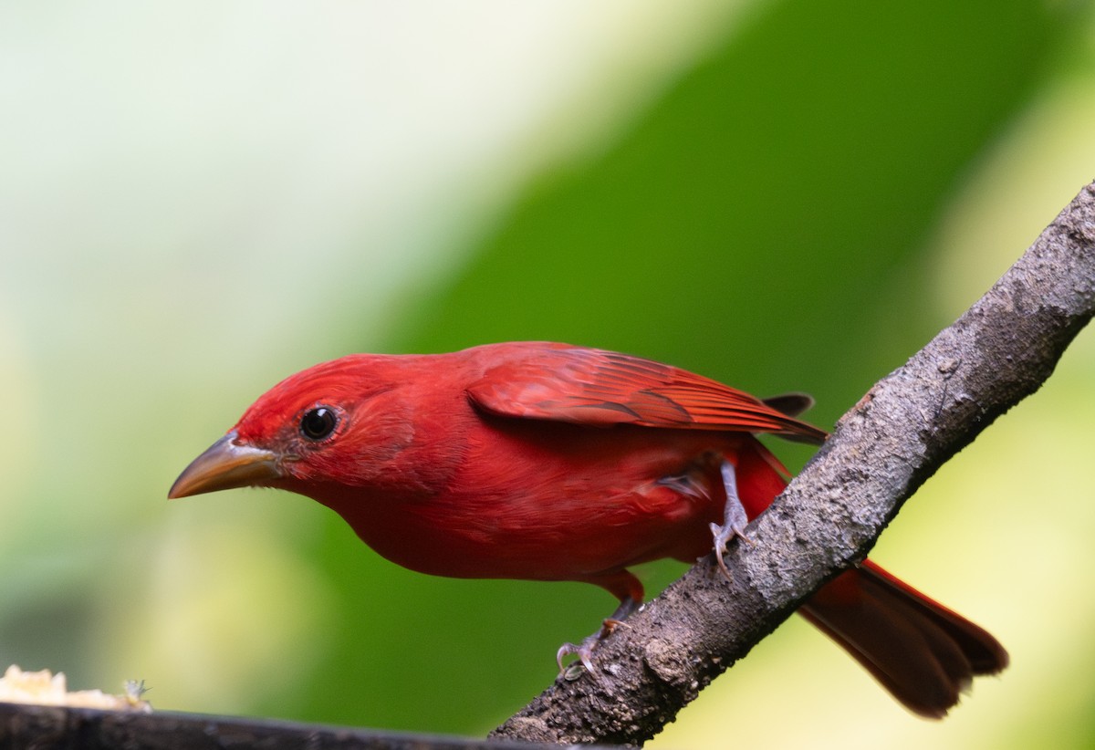 ナツフウキンチョウ - ML647570935