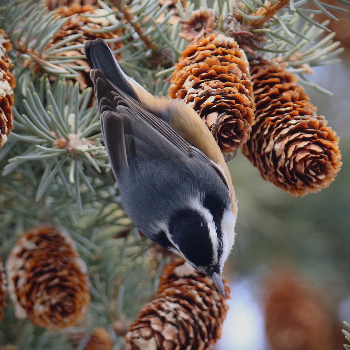 ムネアカゴジュウカラ - ML647570936