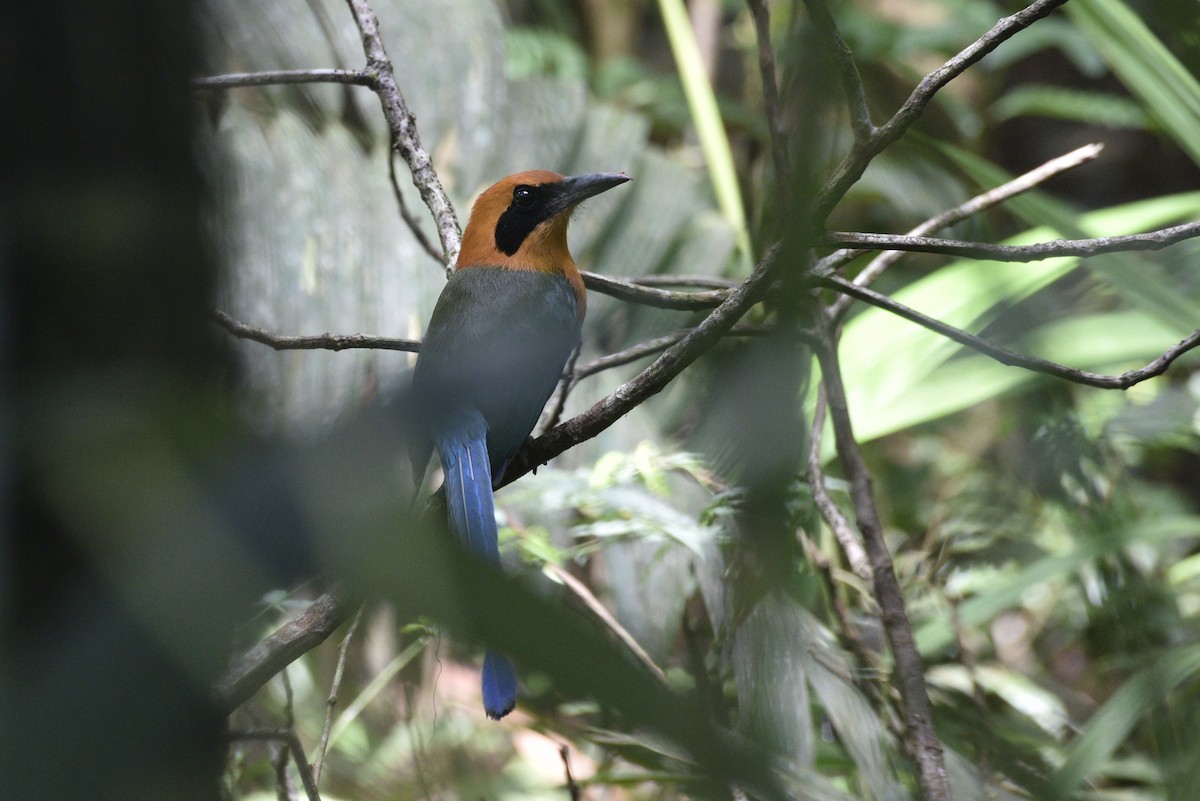 アマゾンオオハチクイモドキ - ML647570937