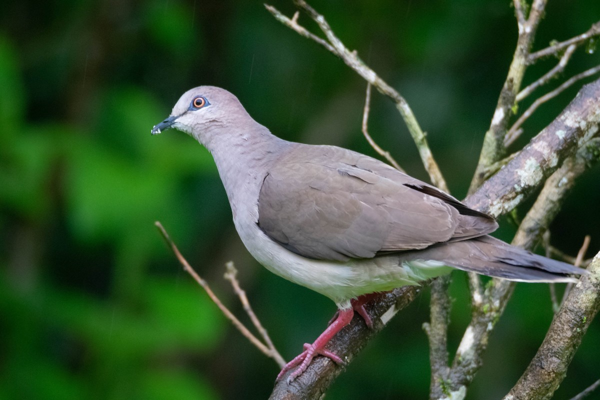 シロビタイシャコバト - ML647570938