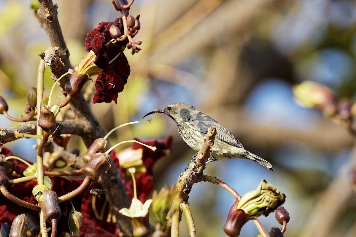 アメシストタイヨウチョウ - ML647570939