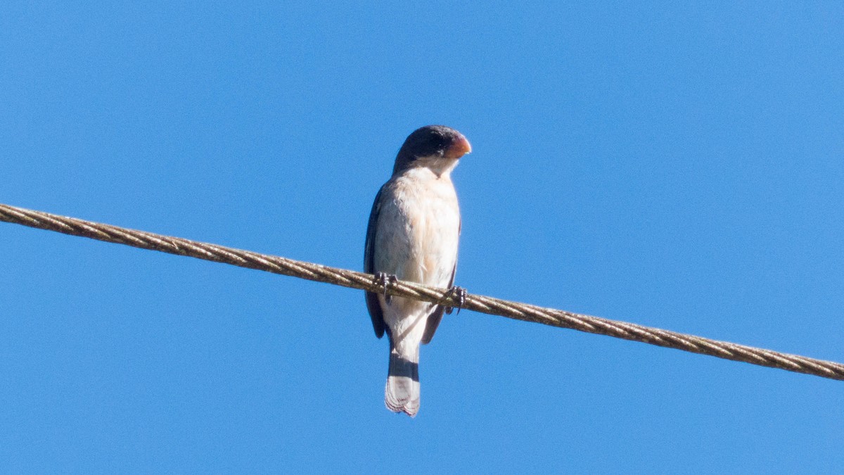 シロハラヒメウソ - ML647570940