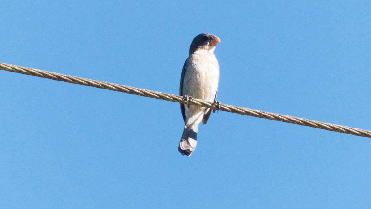 シロハラヒメウソ - ML647570943