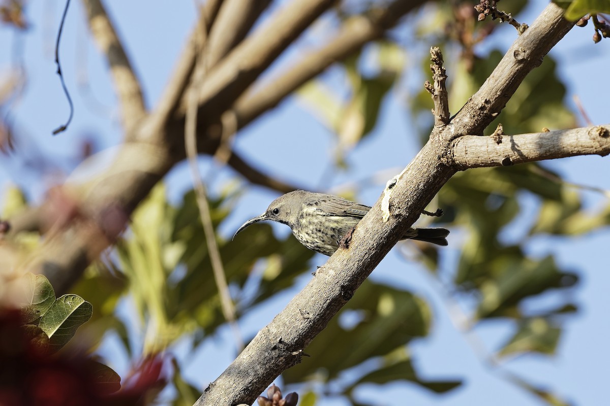 アメシストタイヨウチョウ - ML647570944