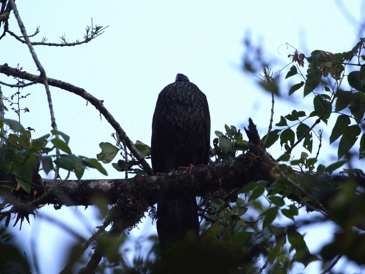 アカシャクケイ - ML647570945