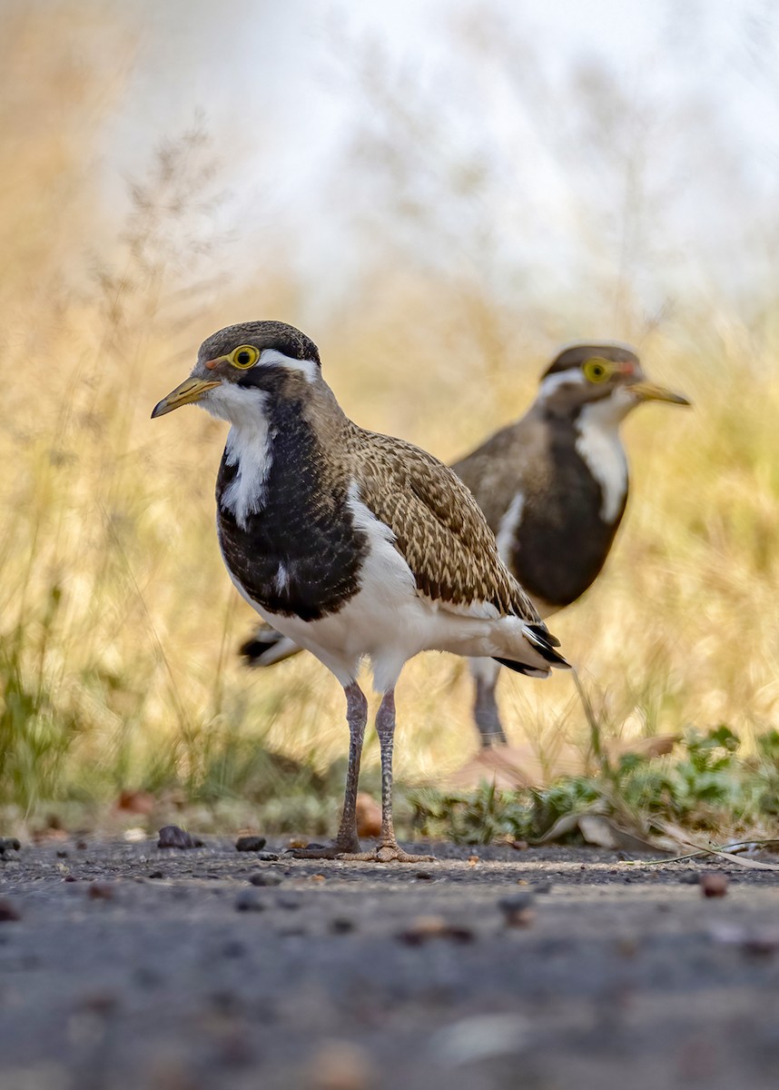 ムナオビトサカゲリ - ML647570946