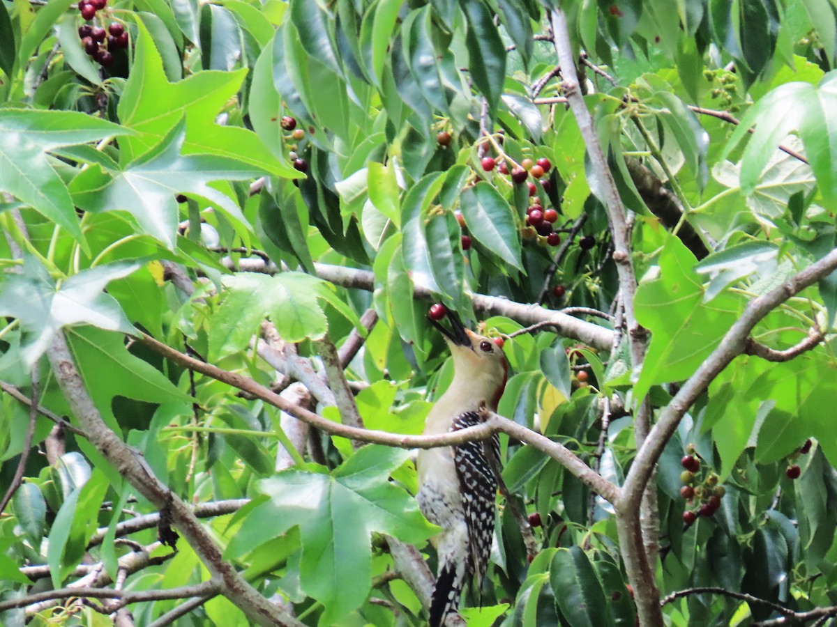 シマセゲラ - ML647570947