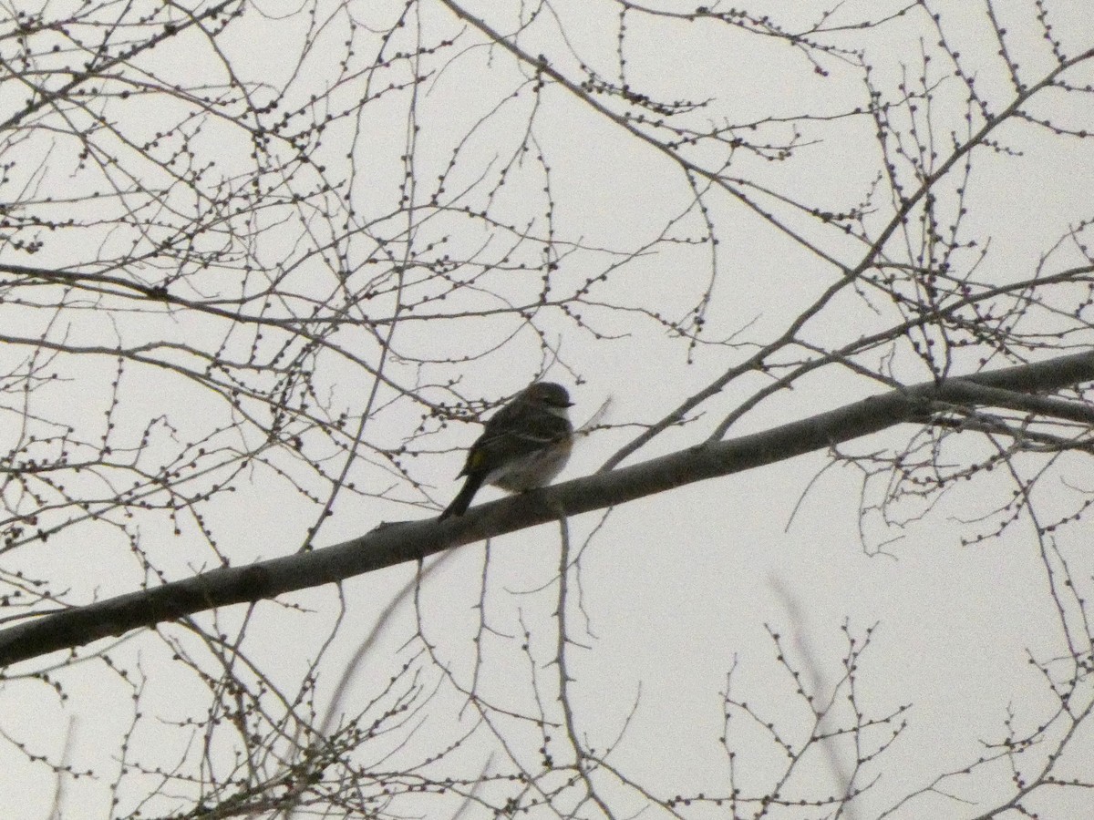 キヅタアメリカムシクイ - ML647570948