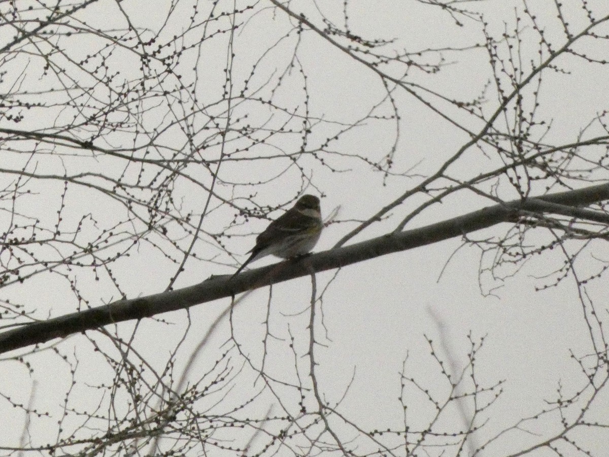 キヅタアメリカムシクイ - ML647570949