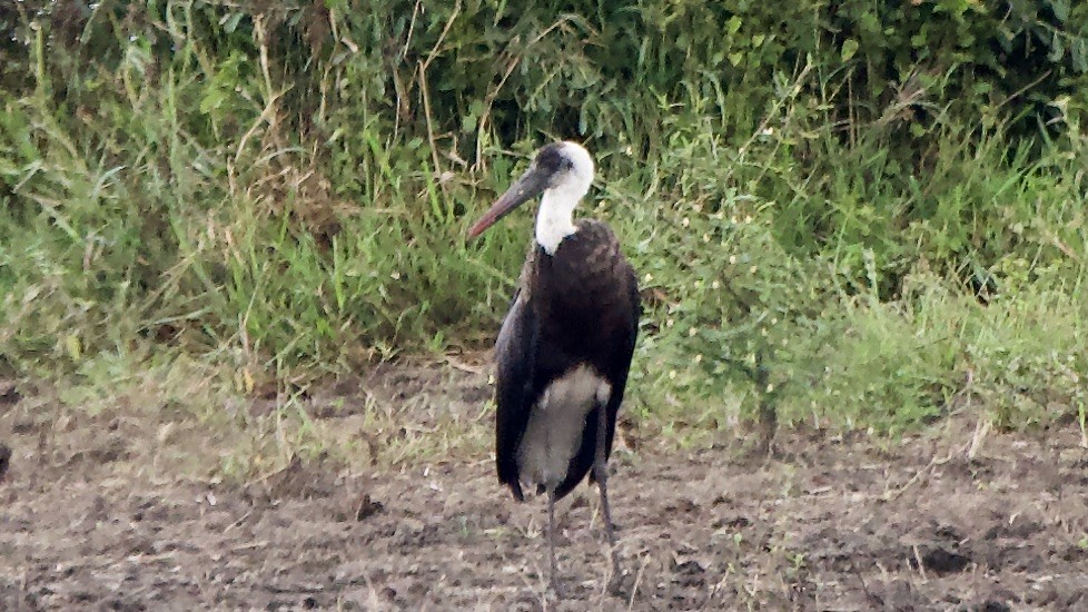African Woolly-necked Stork - ML647570951