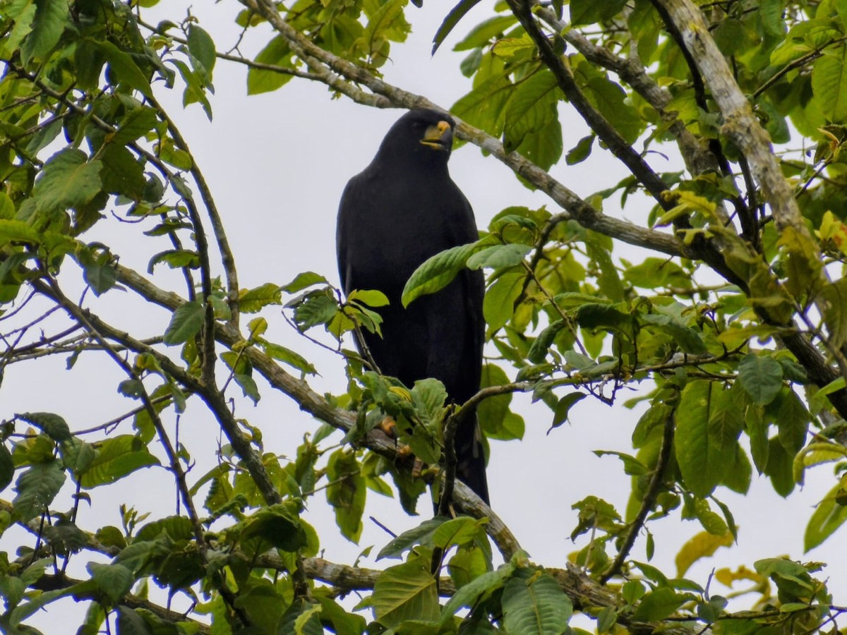 オオクロノスリ - ML647570958