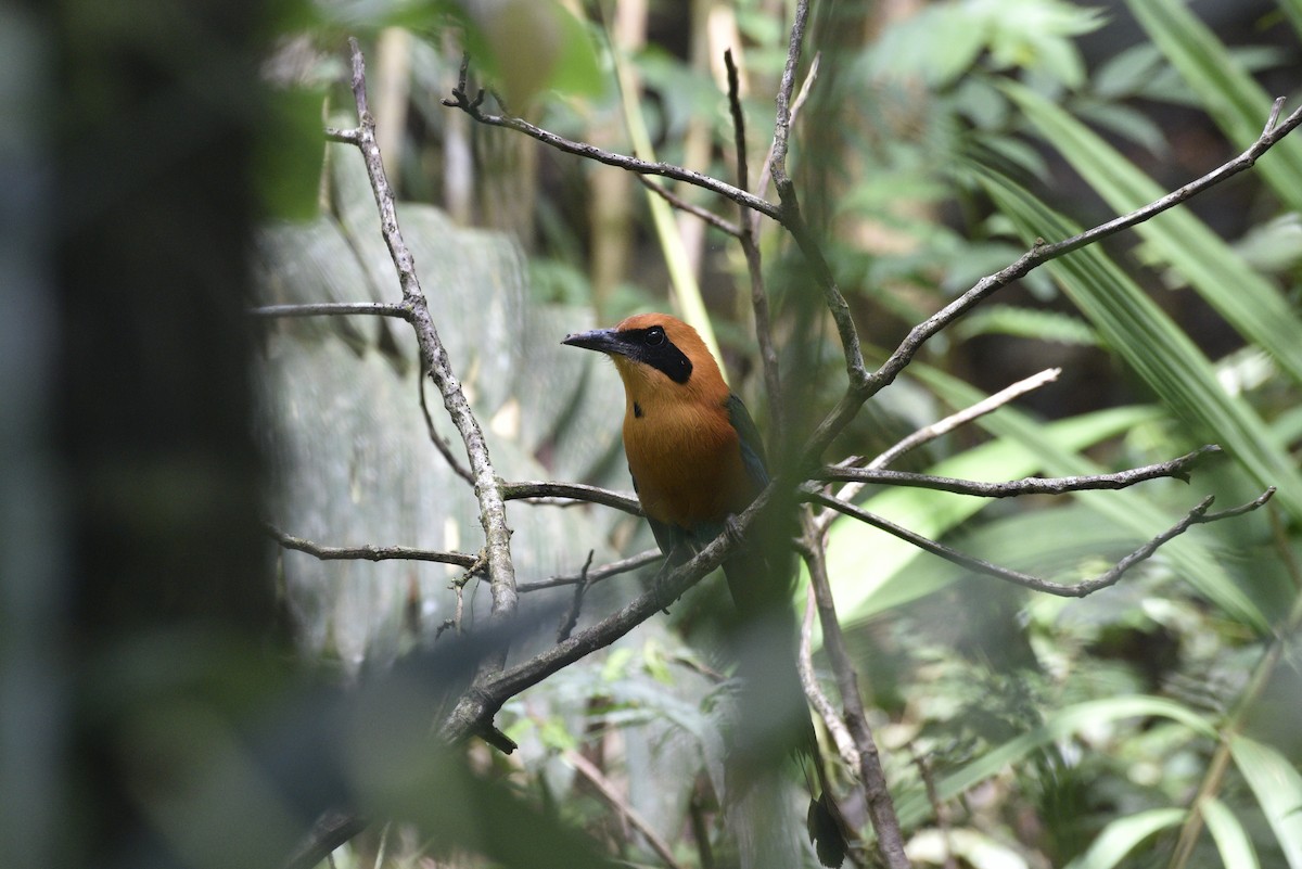 アマゾンオオハチクイモドキ - ML647570959