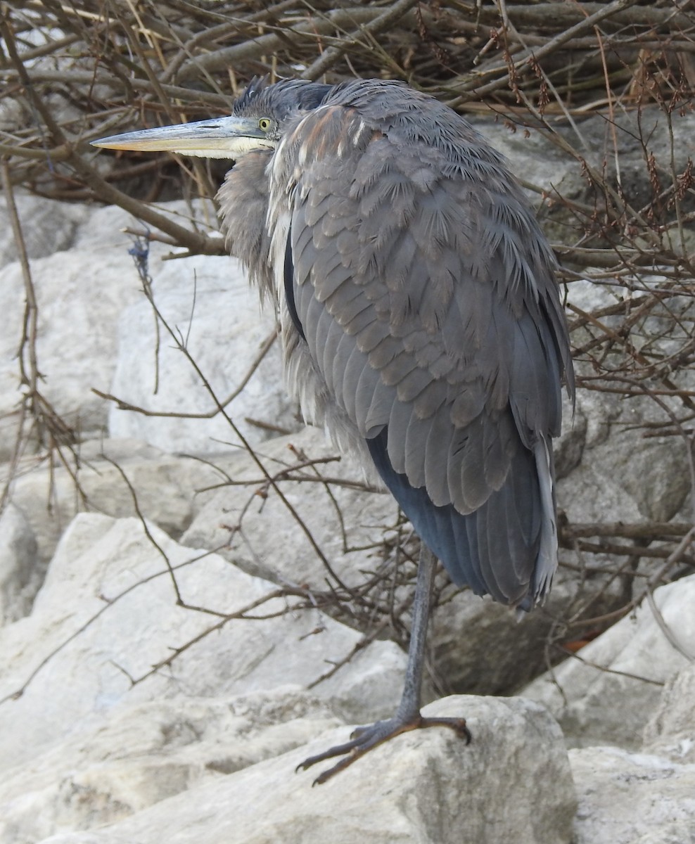 オオアオサギ - ML647570960