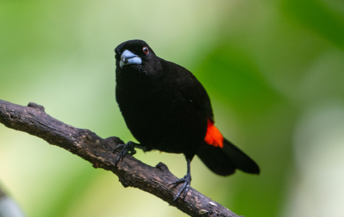 コシアカフウキンチョウ - ML647570961