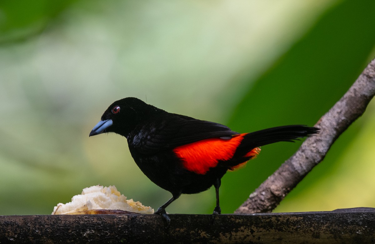 コシアカフウキンチョウ - ML647570962