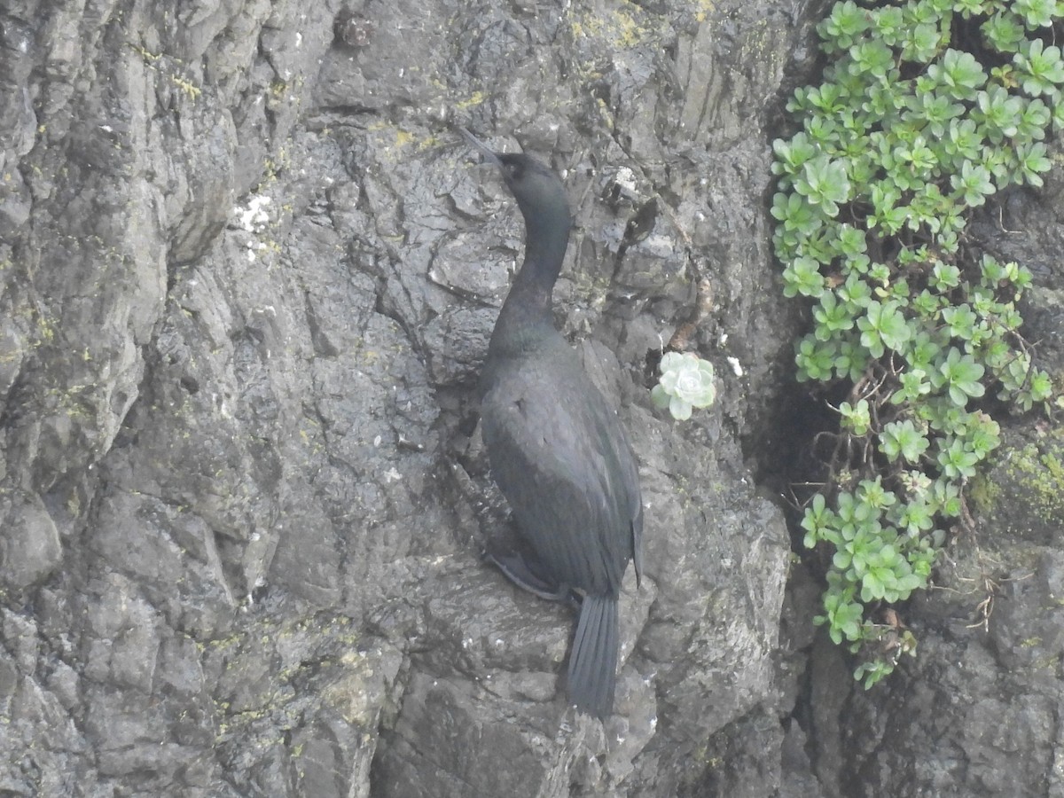 Cormoran pélagique - ML647570974