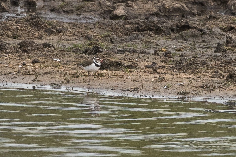 Трёхполосый зуёк (tricollaris) - ML647570976