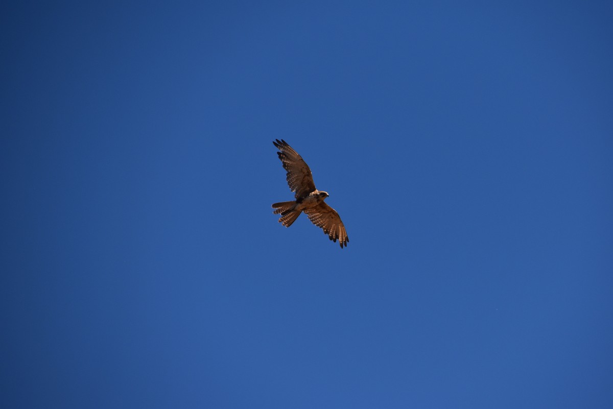 Brown Falcon - ML647570982