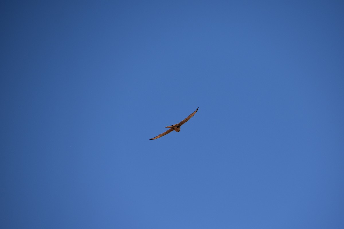 Brown Falcon - ML647570983