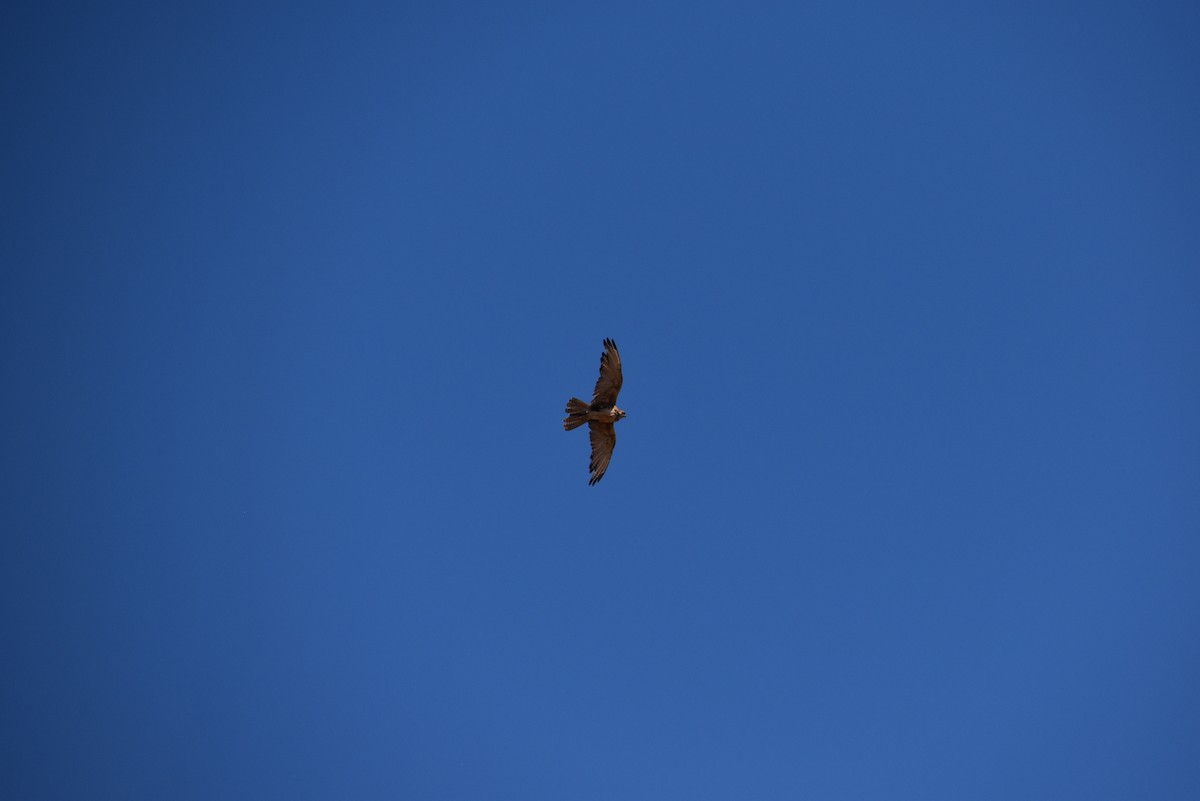 Brown Falcon - ML647570984