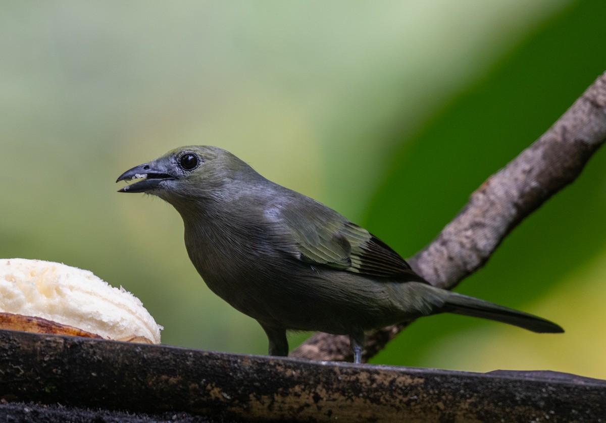 Palm Tanager - ML647570985