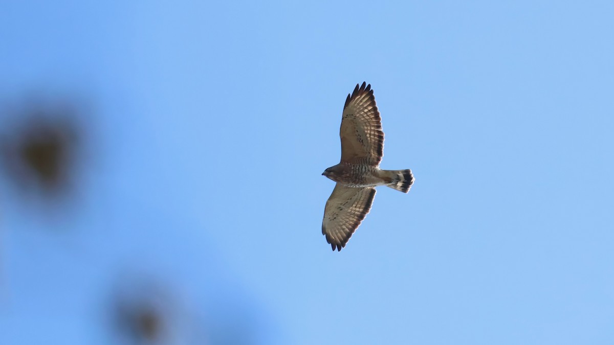 Busardo Aliancho - ML647570993