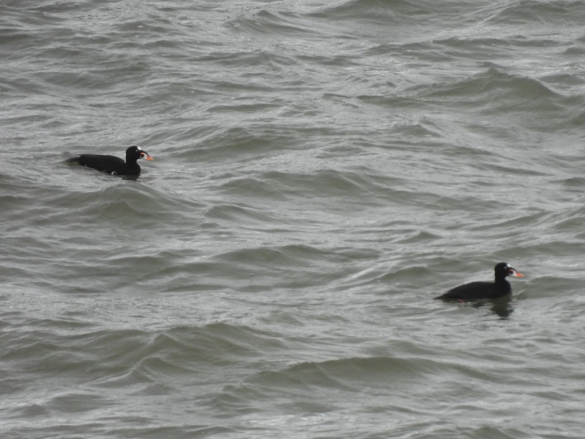 Macreuse à front blanc - ML647570995