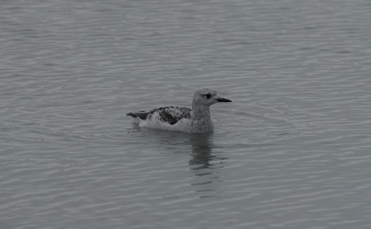 אוריה שחורה - ML647570996