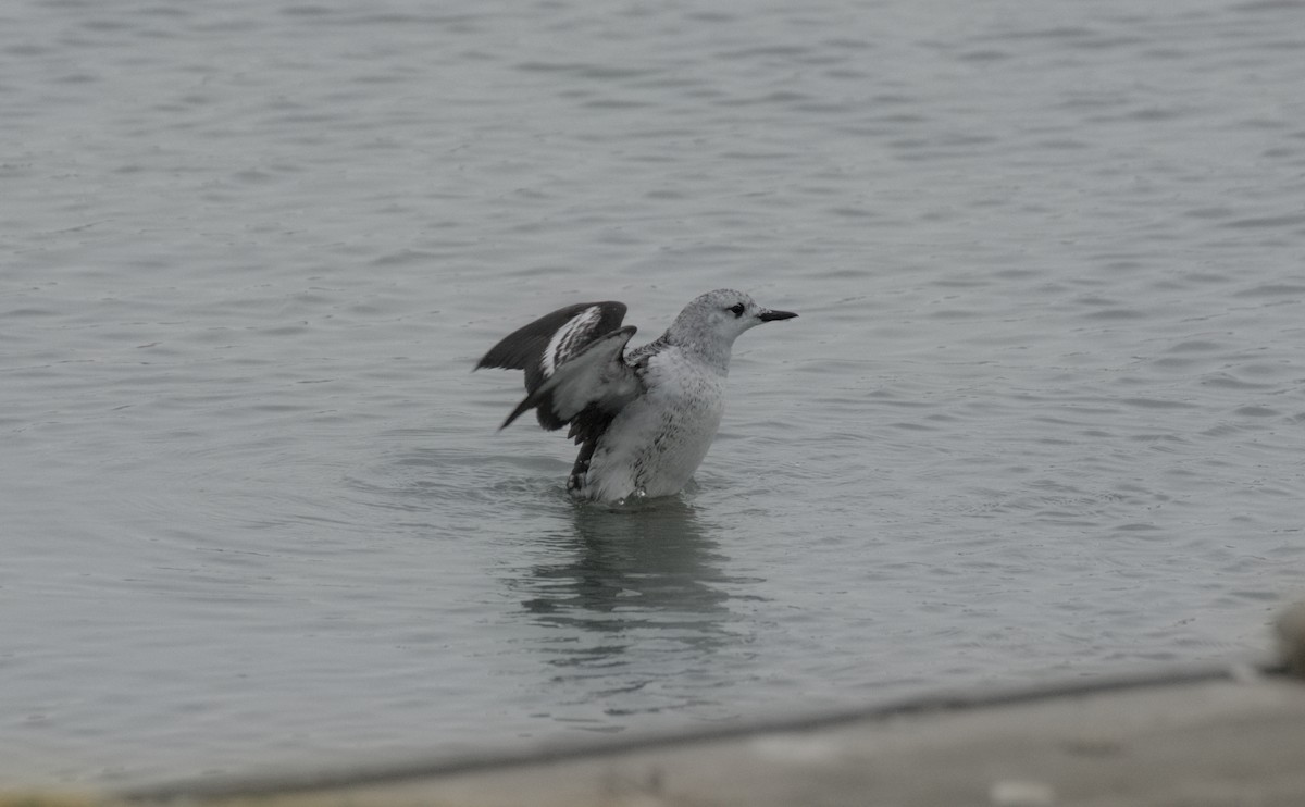 אוריה שחורה - ML647570998