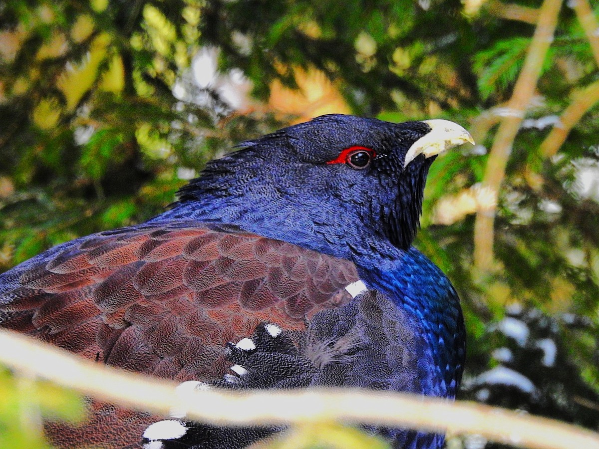 tetřev hlušec - ML647571023