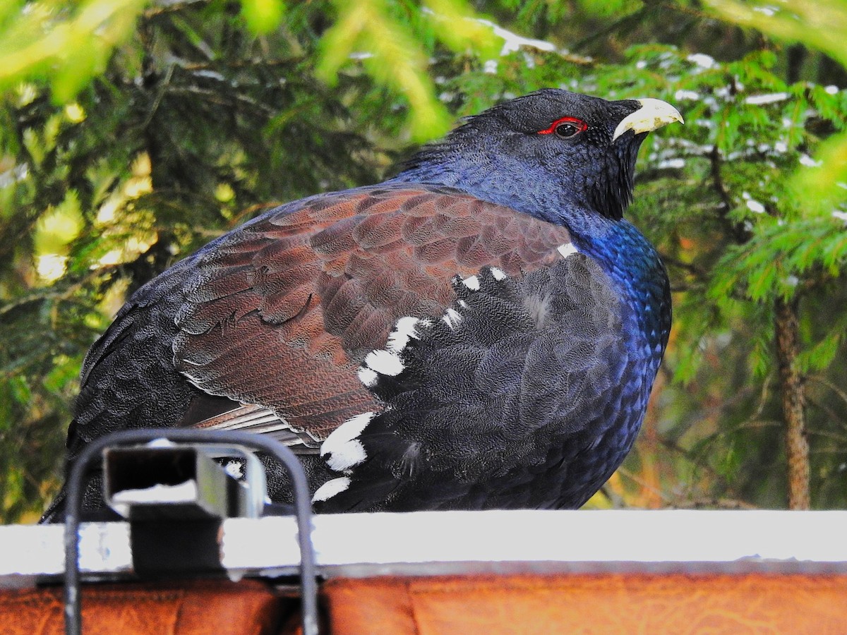 tetřev hlušec - ML647571024