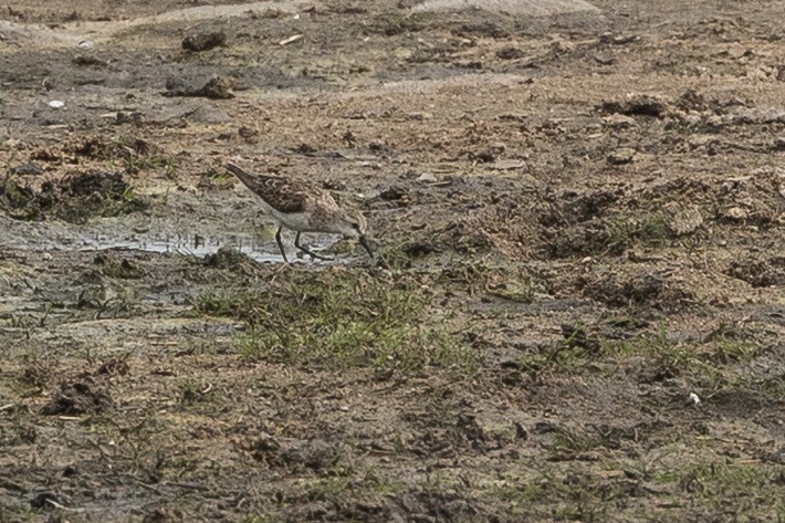 Küçük Kumkuşu - ML647571046