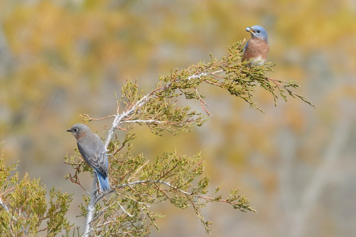 Eastern Bluebird - ML647571053