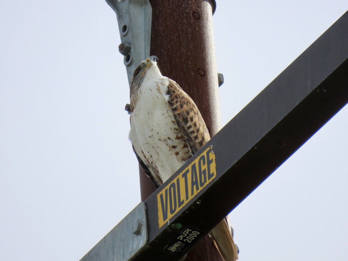 Ferruginous Hawk - ML647571055
