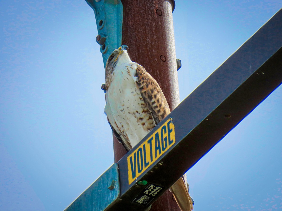 Ferruginous Hawk - ML647571056
