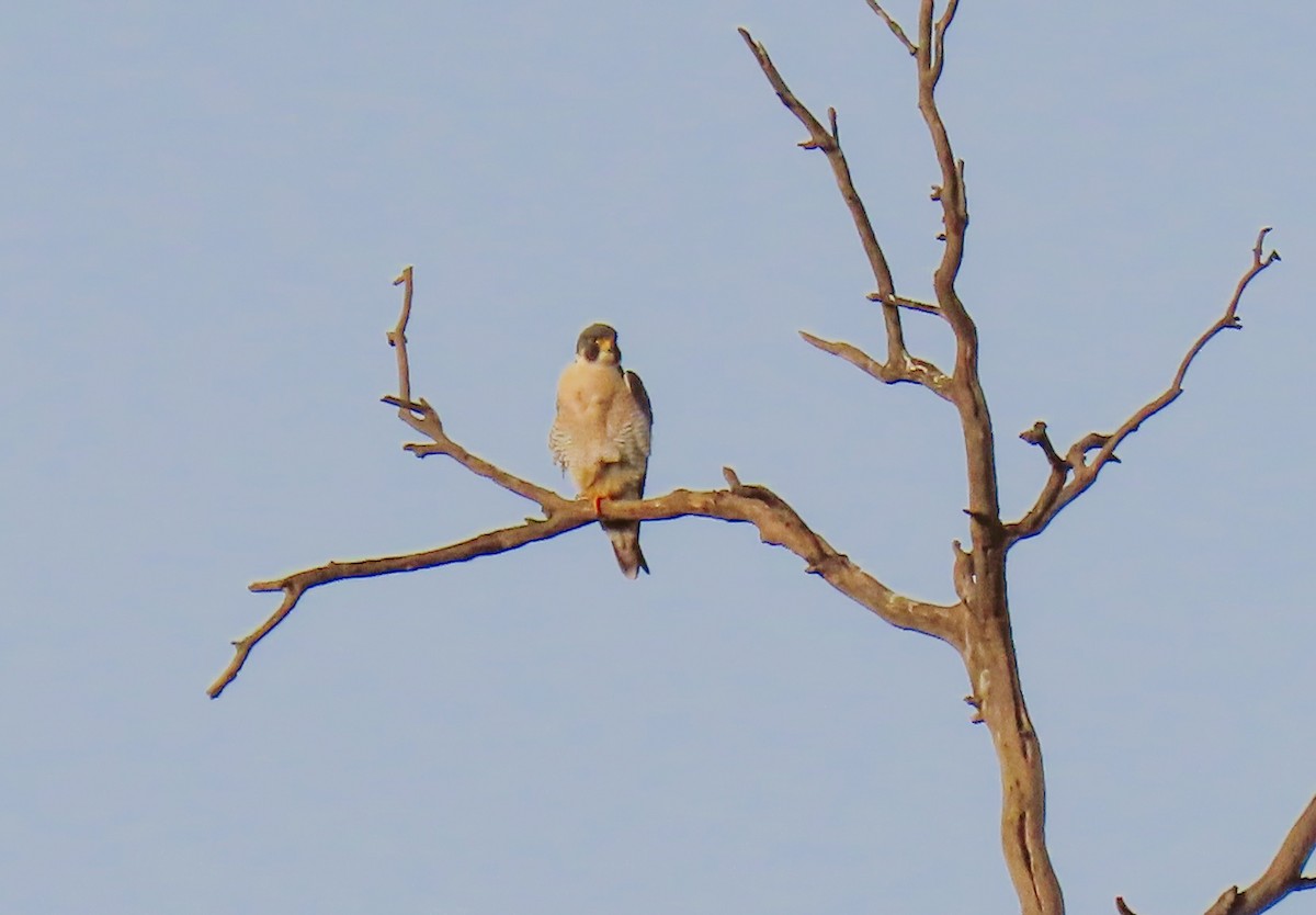 Belatz handia - ML647571074